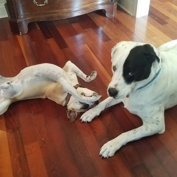 Meet your Posher, Beverly - Picture 4 of 4